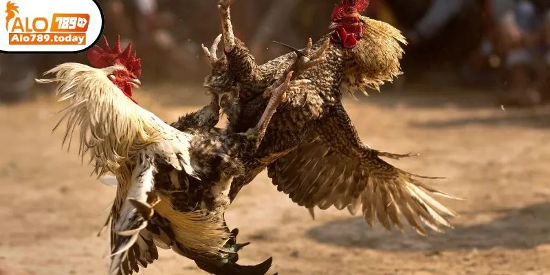 Chiến thuật cá cược đá gà cựa tròn từ cao thủ